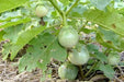Green Eggplant  Seeds ,Thai Baby Round" Asian Vegetable - Caribbean garden seed