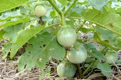 Green Eggplant  Seeds ,Thai Baby Round" Asian Vegetable - Caribbean garden seed