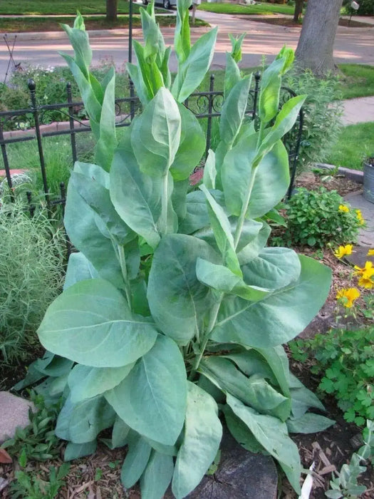 Great Coneflower (Rudbeckia maxima) Cabbage Leaf Coneflower, - Caribbean garden seed