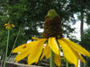Great Coneflower (Rudbeckia maxima) Cabbage Leaf Coneflower, - Caribbean garden seed