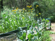 Great Coneflower (Rudbeckia maxima) Cabbage Leaf Coneflower, - Caribbean garden seed
