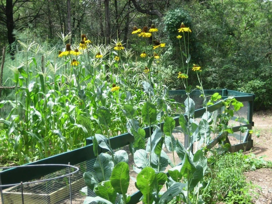 Great Coneflower (Rudbeckia maxima) Cabbage Leaf Coneflower, - Caribbean garden seed