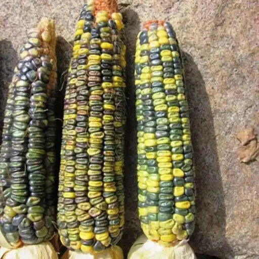 GREEN & GOLD Dent Corn Seed - Caribbean garden seed