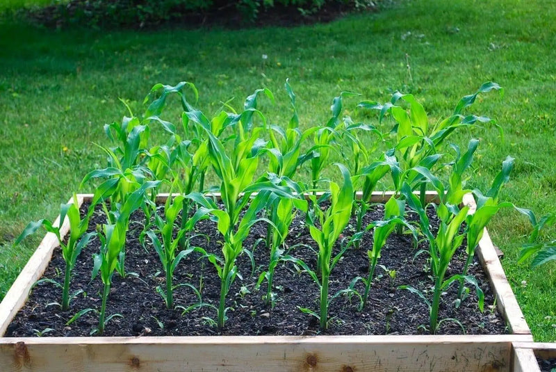 GREEN & GOLD Dent Corn Seed - Caribbean garden seed