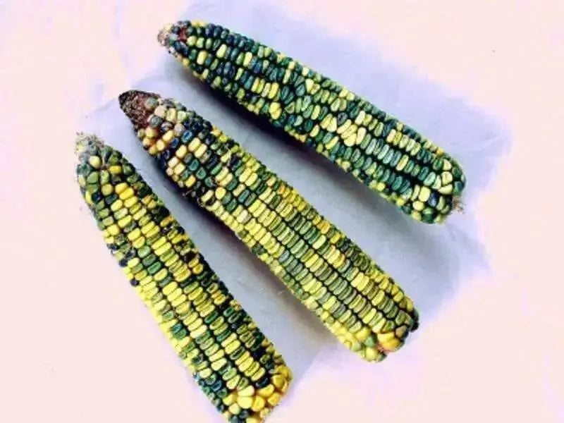 GREEN & GOLD Dent Corn Seed - Caribbean garden seed