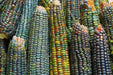 GREEN & GOLD Dent Corn Seed - Caribbean garden seed