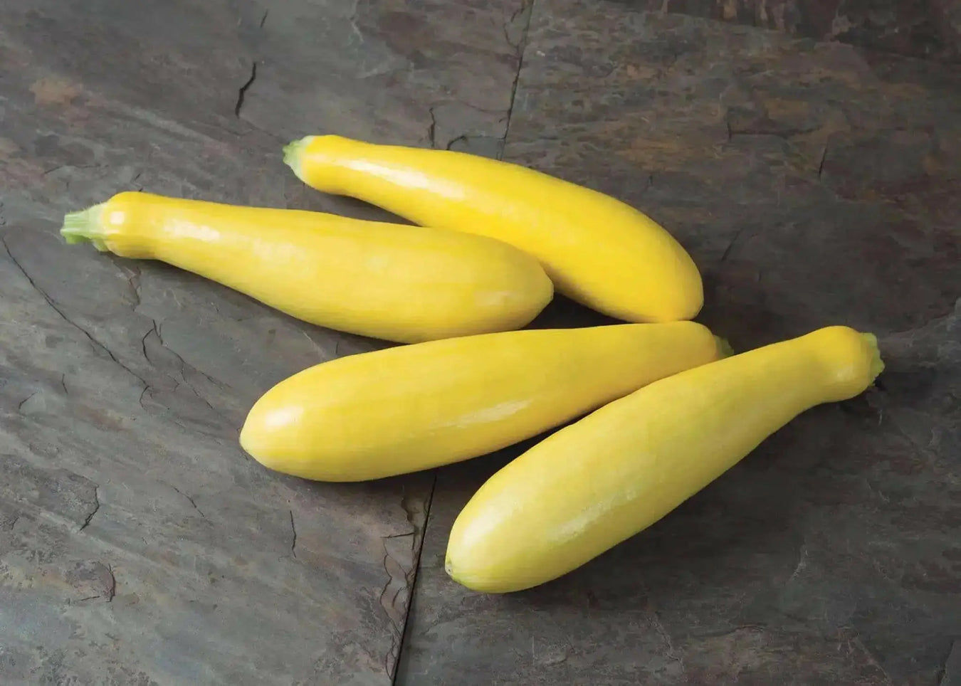 SUMMER SQUASH