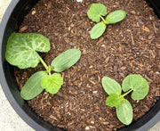 Goldprize Straightneck, Summer Squash Seeds, ANNUAL VEGETABLE ! - Caribbean garden seed