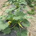 Goldprize Straightneck, Summer Squash Seeds, ANNUAL VEGETABLE ! - Caribbean garden seed