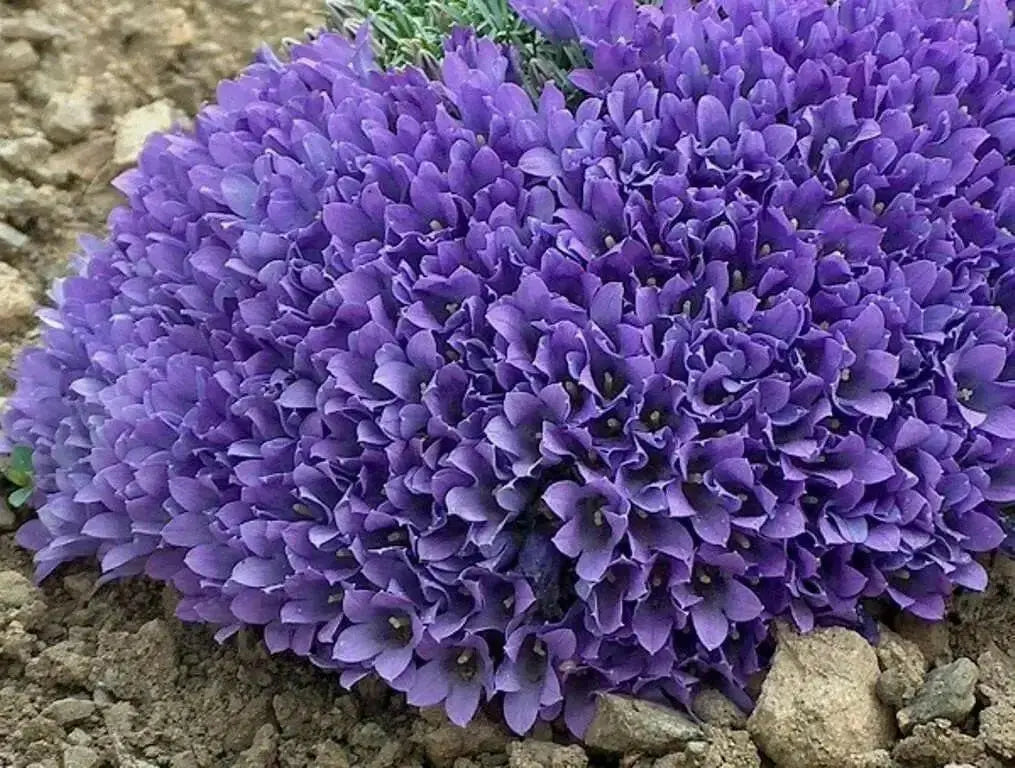 Build A Rock Garden !