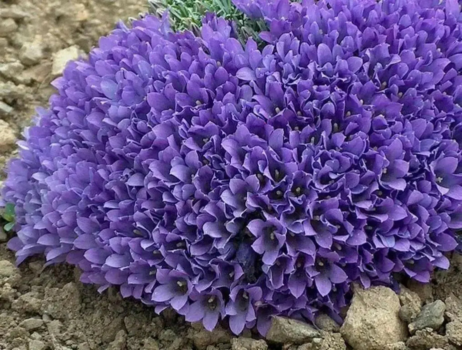 Grassy Bells flowers Seeds -Edraianthus,  Perfect for rock gardens or patio containers. - Caribbean garden seed