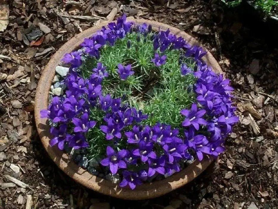 Grassy Bells flowers Seeds -Edraianthus,  Perfect for rock gardens or patio containers. - Caribbean garden seed
