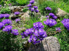 Grassy Bells flowers Seeds -Edraianthus,  Perfect for rock gardens or patio containers. - Caribbean garden seed