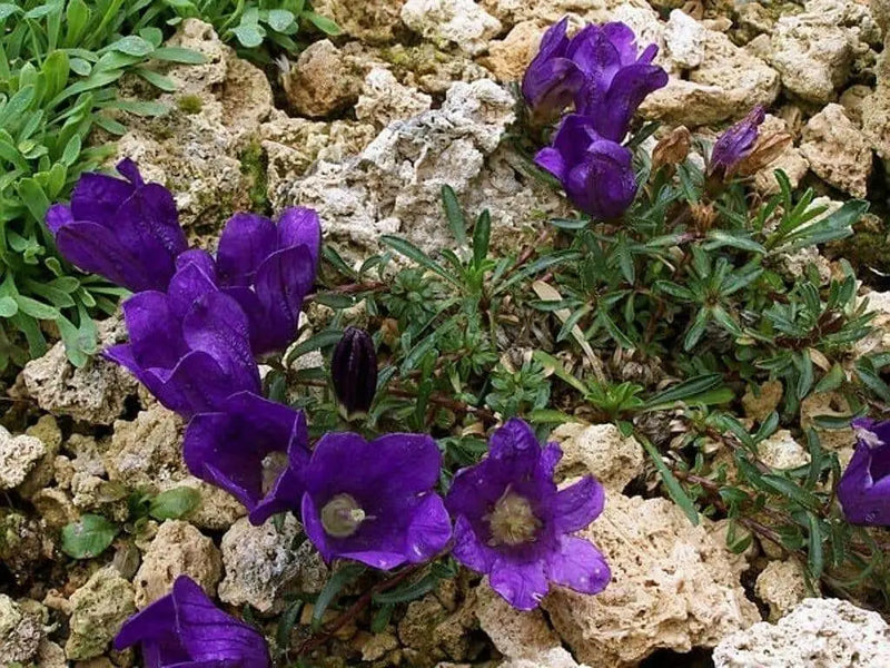 Grassy Bells flowers Seeds -Edraianthus,  Perfect for rock gardens or patio containers. - Caribbean garden seed
