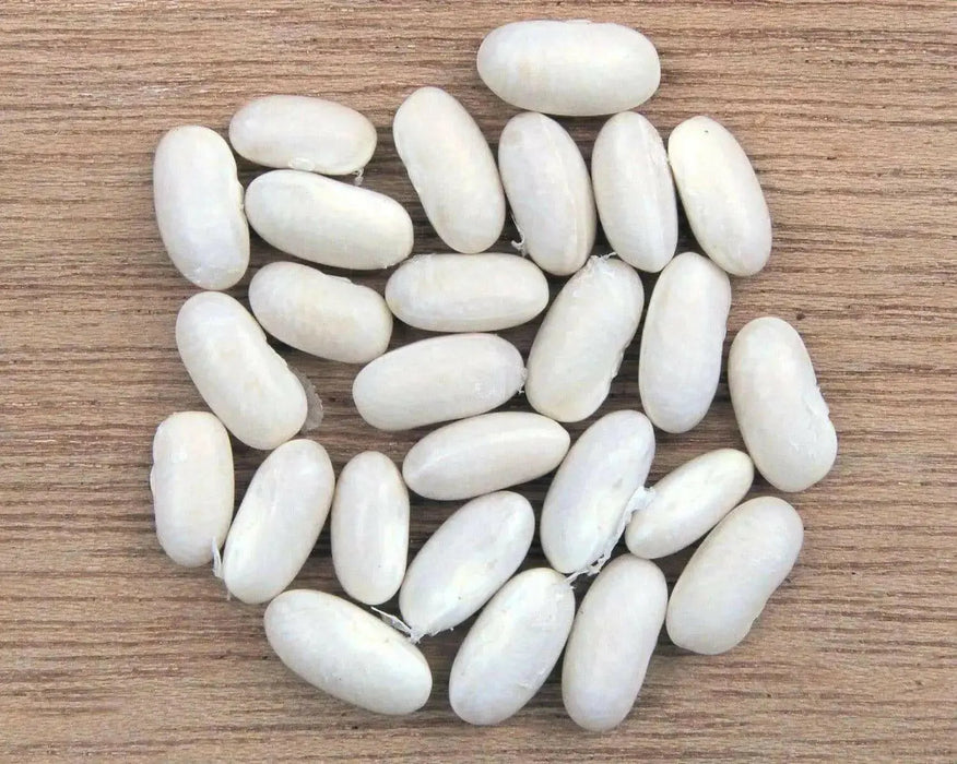 Great Northern Beans ,BUSH BEAN - Caribbean garden seed