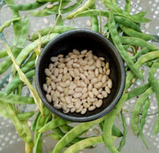 Great Northern Beans ,BUSH BEAN - Caribbean garden seed