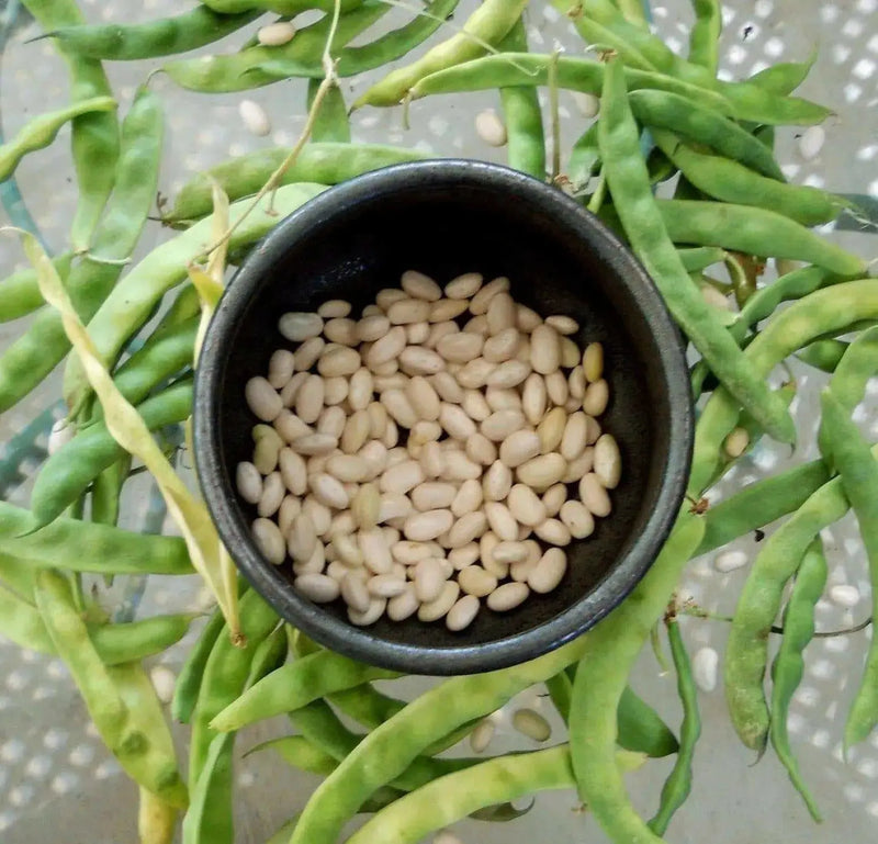 Great Northern Beans ,BUSH BEAN - Caribbean garden seed