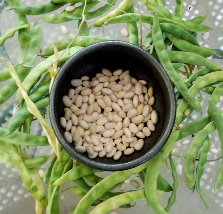 Great Northern Beans ,BUSH BEAN - Caribbean garden seed