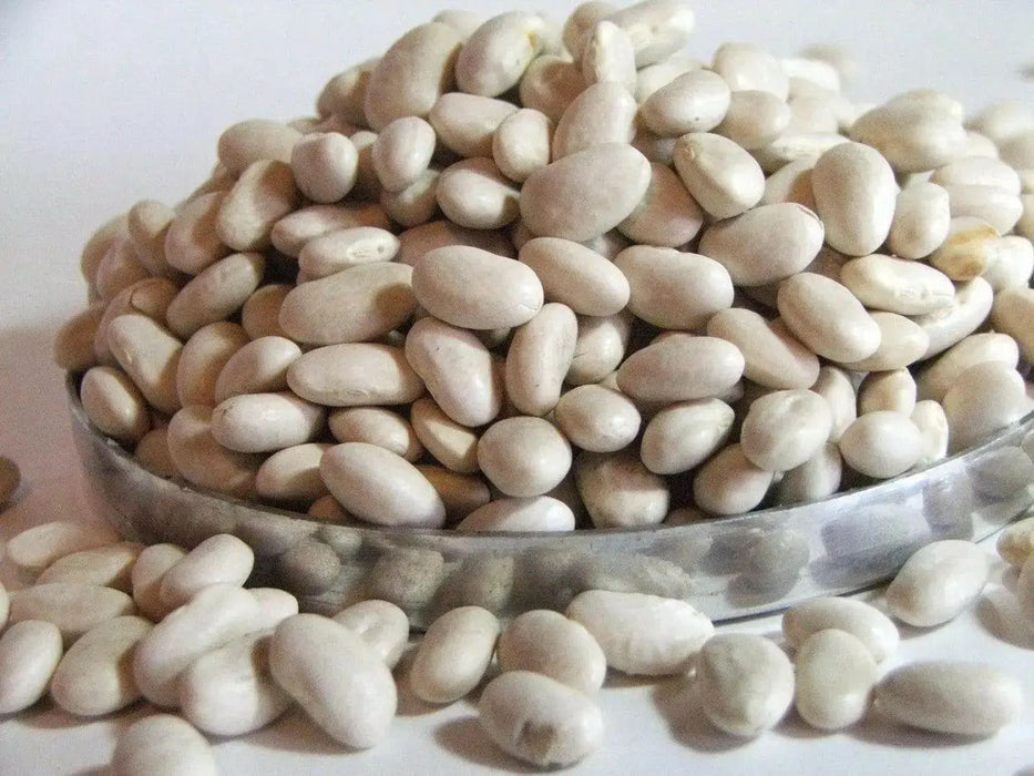 Great Northern Beans ,BUSH BEAN - Caribbean garden seed