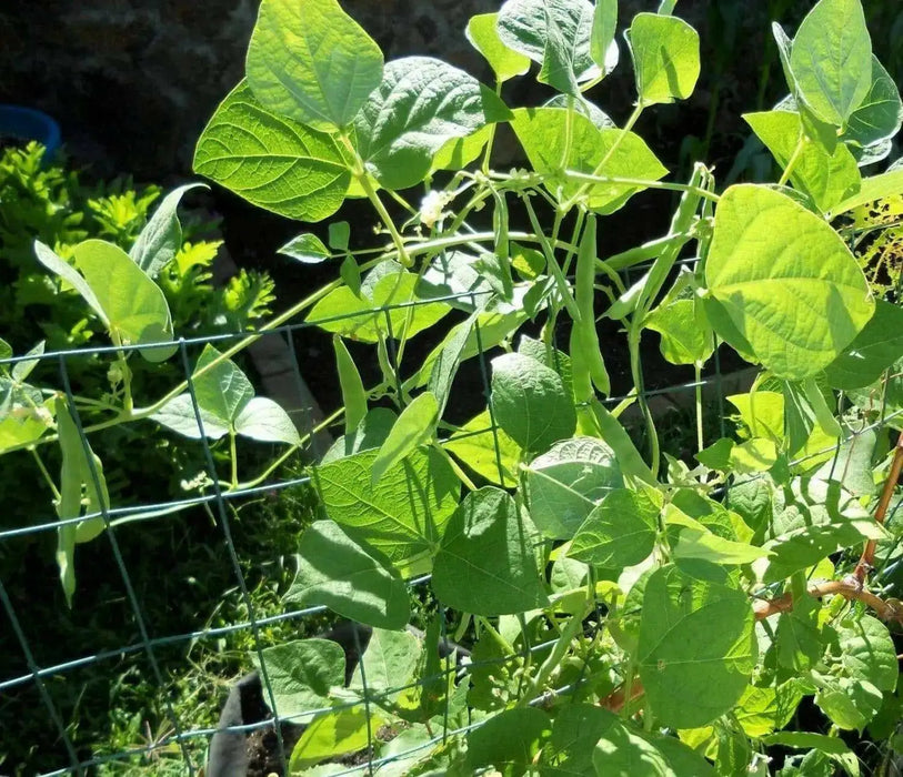 Great Northern Beans ,BUSH BEAN - Caribbean garden seed