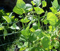 Great Northern Beans ,BUSH BEAN - Caribbean garden seed