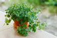 Greek Oregano Herb Seeds - Origanum vulgare-Perennial - Caribbean garden seed