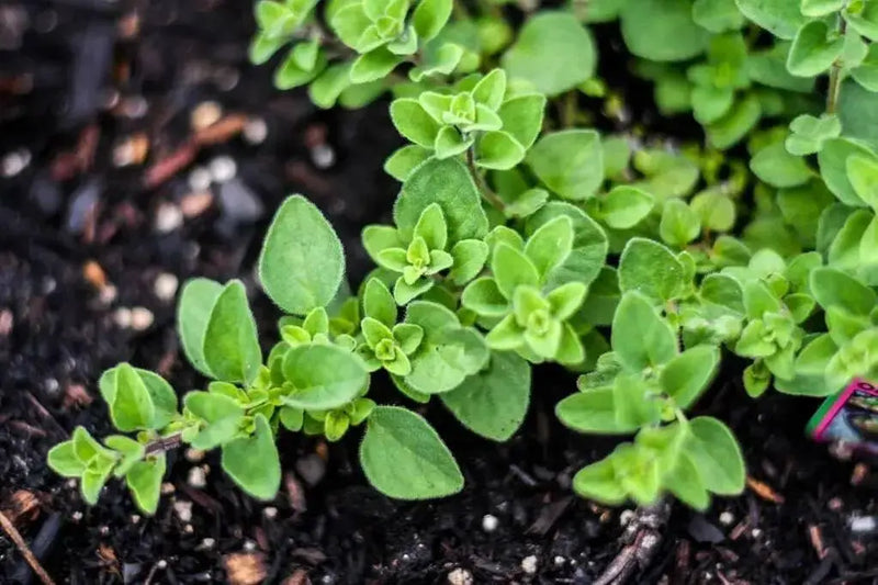 Greek Oregano Herb Seeds - Origanum vulgare-Perennial - Caribbean garden seed