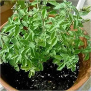 Greek Oregano Herb Seeds - Origanum vulgare-Perennial - Caribbean garden seed