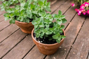 Greek Oregano Herb Seeds - Origanum vulgare-Perennial - Caribbean garden seed