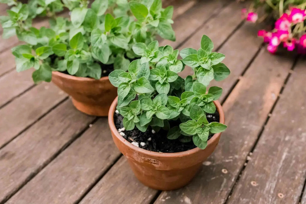 Greek Oregano Herb Seeds - Origanum vulgare-Perennial - Caribbean garden seed
