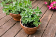 Greek Oregano Herb Seeds - Origanum vulgare-Perennial - Caribbean garden seed