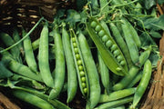 Green Arrow Shelling Peas Seed~ Super Sweet - Caribbean garden seed