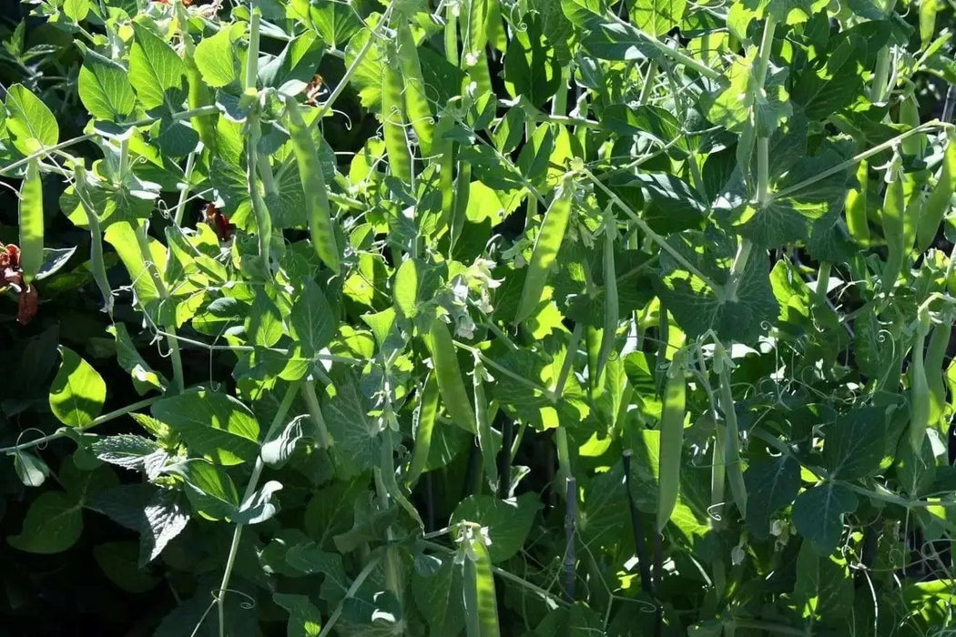 Green Arrow Shelling Peas Seed~ Super Sweet - Caribbean garden seed
