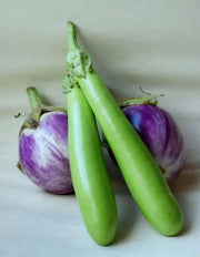 Green Eggplant Seeds (LONG GREEN) Asian Vegetable. - Caribbean garden seed