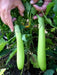Green Eggplant Seeds (LONG GREEN) Asian Vegetable. - Caribbean garden seed