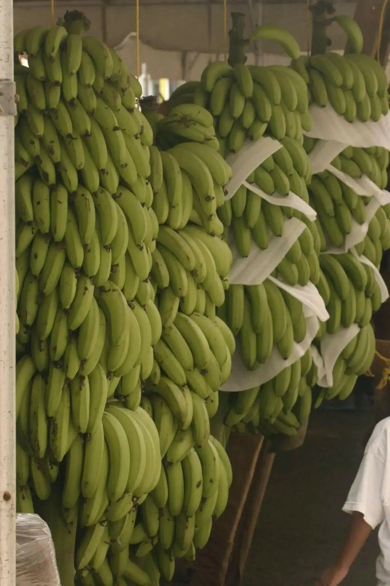 GREEN BANANA, CARIBBEAN FRESH Cooking  Bananas - Caribbean garden seed