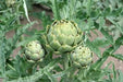 GREEN GLOBE ARTICHOKE Vegetable Seeds,  (Cynara scolymus)Heirloom  Perennial - Caribbean garden seed