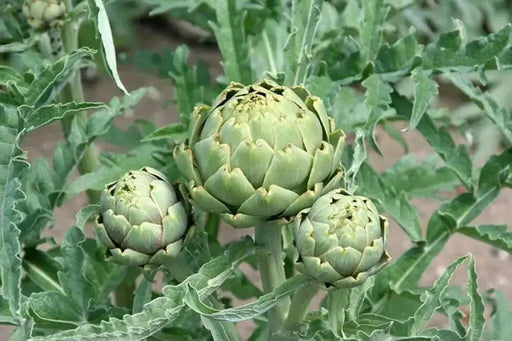 GREEN GLOBE ARTICHOKE Vegetable Seeds,  (Cynara scolymus)Heirloom  Perennial - Caribbean garden seed