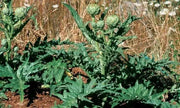 GREEN GLOBE ARTICHOKE Vegetable Seeds,  (Cynara scolymus)Heirloom  Perennial - Caribbean garden seed
