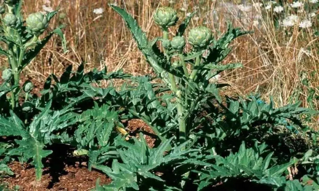 GREEN GLOBE ARTICHOKE Vegetable Seeds,  (Cynara scolymus)Heirloom  Perennial - Caribbean garden seed