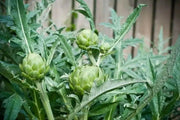 GREEN GLOBE ARTICHOKE Vegetable Seeds,  (Cynara scolymus)Heirloom  Perennial - Caribbean garden seed