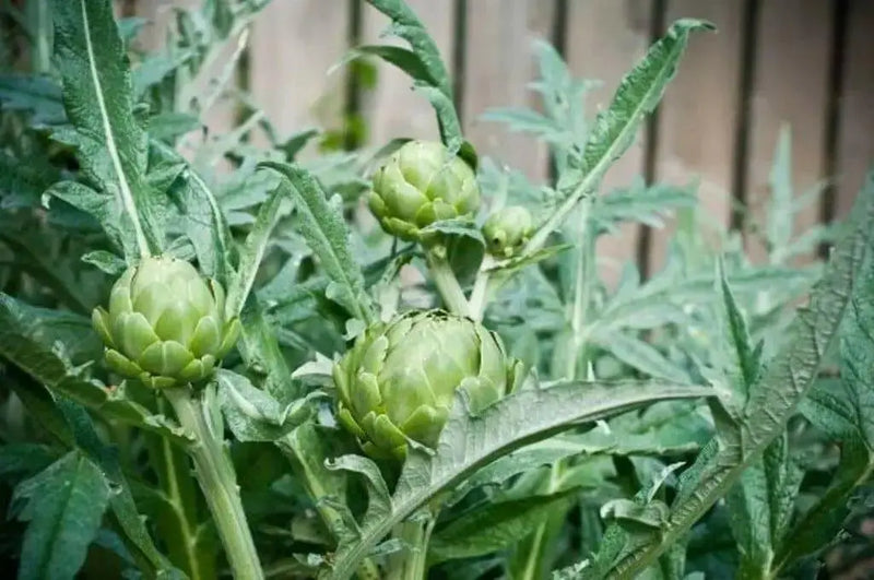 GREEN GLOBE ARTICHOKE Vegetable Seeds,  (Cynara scolymus)Heirloom  Perennial - Caribbean garden seed