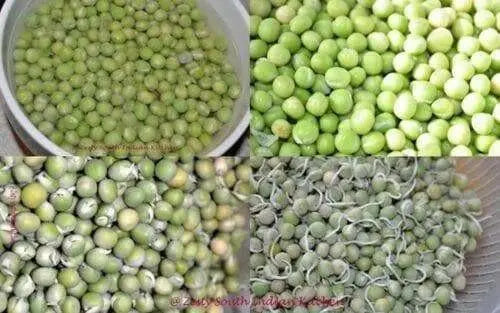 GREEN PEAS/VATANA (4LBS) SPROUTING SEEDS - Caribbean garden seed