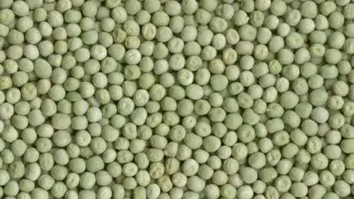 GREEN PEAS/VATANA (4LBS) SPROUTING SEEDS - Caribbean garden seed