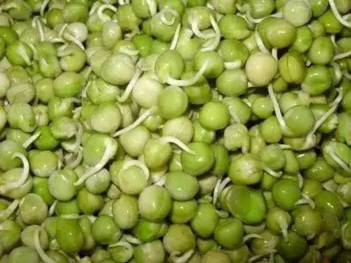 GREEN PEAS/VATANA (4LBS) SPROUTING SEEDS - Caribbean garden seed