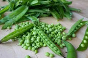 GREEN PEAS/VATANA (4LBS) SPROUTING SEEDS - Caribbean garden seed