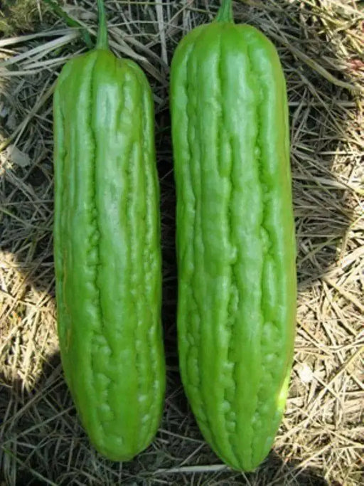 Green SKIN Bitter Gourd Hybrid, Bitter Gourds Seeds - Asian vegetable - Caribbean garden seed