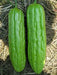 Green SKIN Bitter Gourd Hybrid, Bitter Gourds Seeds - Asian vegetable - Caribbean garden seed