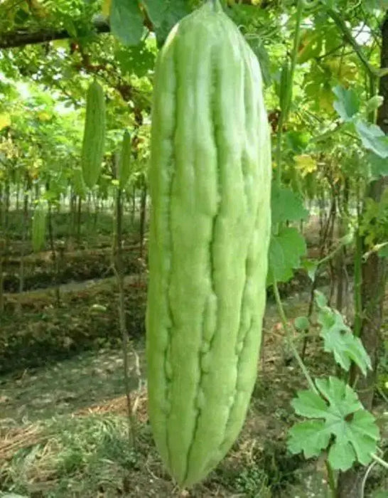 Green SKIN Bitter Gourd Hybrid, Bitter Gourds Seeds - Asian vegetable - Caribbean garden seed
