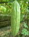 Green SKIN Bitter Gourd Hybrid, Bitter Gourds Seeds - Asian vegetable - Caribbean garden seed